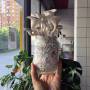 pleurotus_fruiting_in_a_jar.jpg